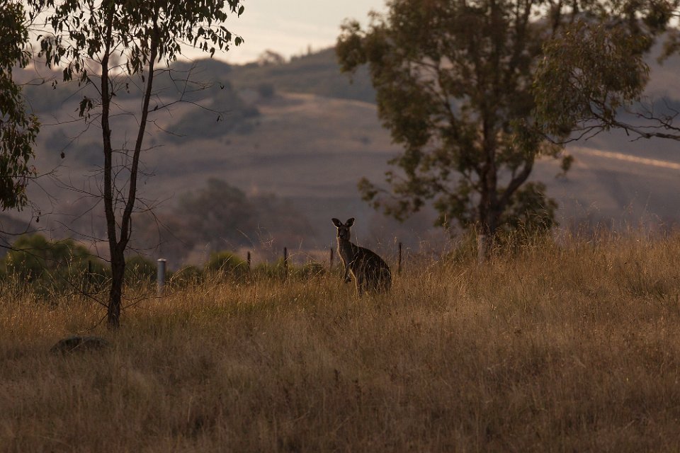 evening roo